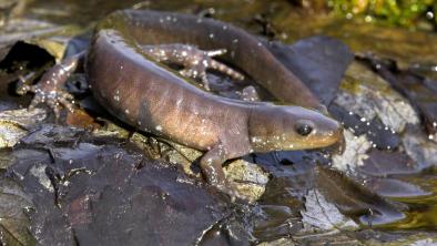 A Jefferson salamander sitting on a rock in a stream (Robert McCaw)